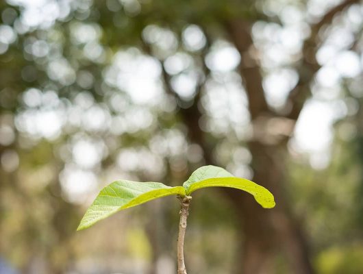 Nature Protection WordPress Themes.jpg