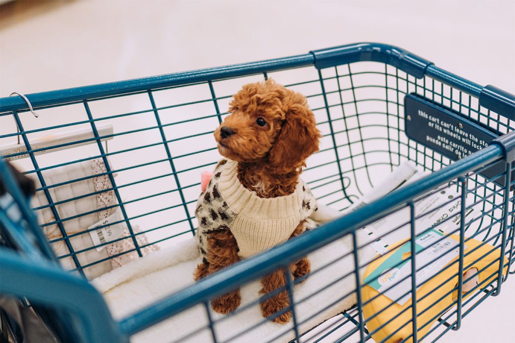 21 Best Pet Store WordPress Themes 2024